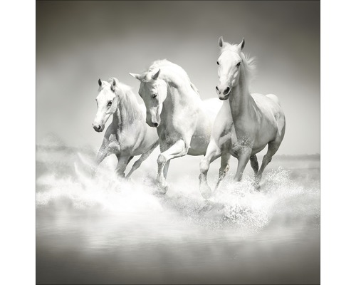 Photo sous verre White Horses 20x20 cm