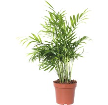Chamaedorea Elegans vert en pot blanc émaillé botanic®. Le pot Ø 15 cm :  Plantes d'intérieur faciles à entretenir Botanic® maison - botanic®
