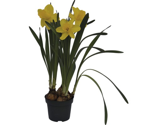 Narcisse jaune, narcisse trompette FloraSelf Narcissus pseudonarcissus 'Lucky Number' pot Ø 12 cm