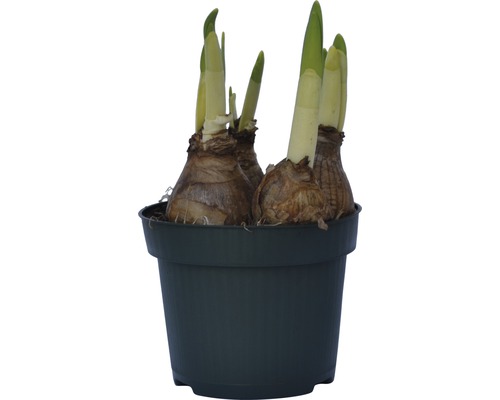 Blumenzwiebeln in einem Topf