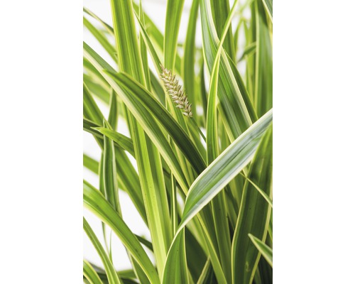 Weissbunte Segge FloraSelf Carex oshimensis 'Everest' H 5-30 cm Co 3 L