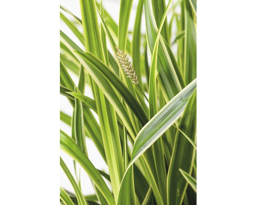 Weissbunte Segge FloraSelf Carex oshimensis 'Everest' H 5-30 cm T 14 cm