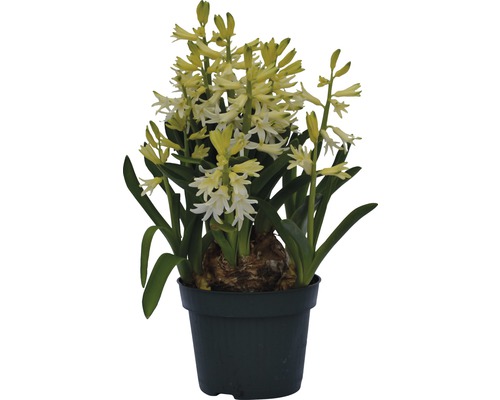 Jacinthe FloraSelf Hyacinthus orientalis pot Ø 12 cm, blanche