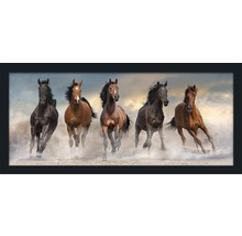 Tableau mural encadré avec cinq chevaux au galop