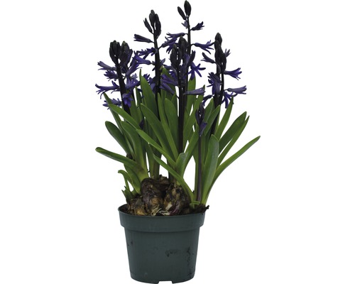 Jacinthe FloraSelf Hyacinthus orientalis pot Ø 12 cm, bleue