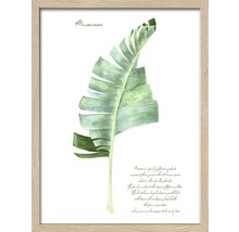 Gerahmtes Bild Green Plant Leaf II 43x33 cm-thumb-0