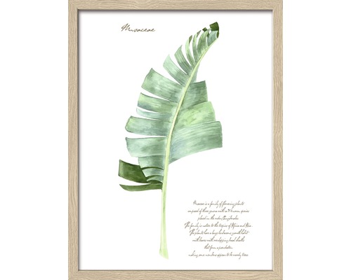 Gerahmtes Bild Green Plant Leaf II 43x33 cm-0