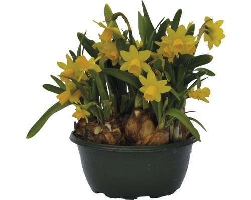 Narcisse jaune, narcisse trompette FloraSelf Narcissus pseudonarcissus 'Tête à Tête' pot Ø 16 cm