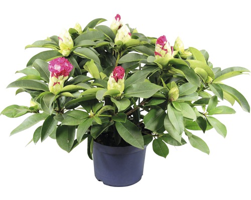 Rhododendron im Topf mit Blütenknospen