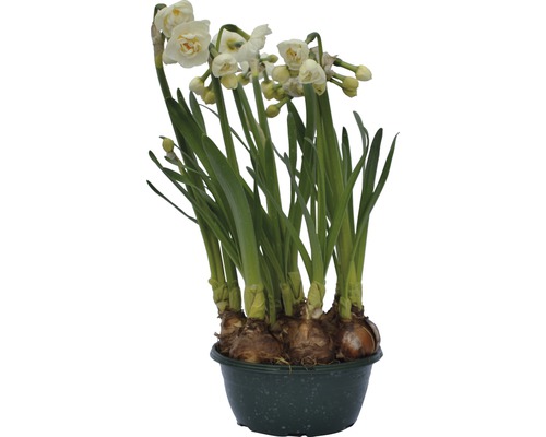 Narcisse jaune, narcisse trompette FloraSelf Narcissus pseudonarcissus 'Bridal Crown' pot Ø 16 cm