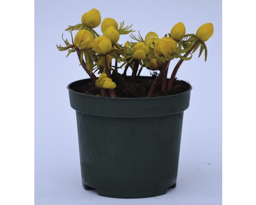 Aconit d''hiver en pot