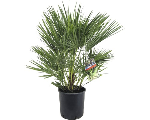 Zwerg-Palme Chamaerops humillis T21 80 cm Zwerg-Palme Chamaerops humillis T21 80 cm
