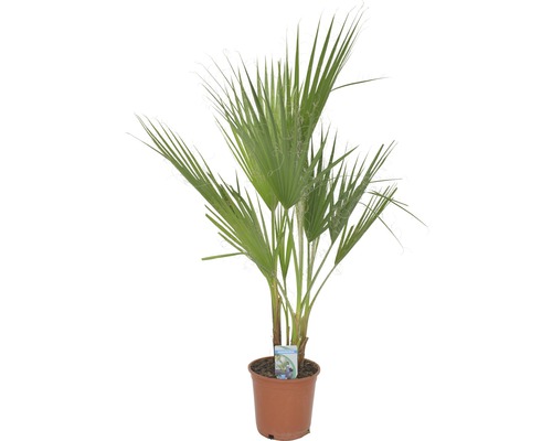Palmier de Washington, Washingtonia FloraSelf Washingtonia robusta h 80 cm pot Ø 21 cm