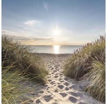 Sandweg zum Strand mit Dünengras im Sonnenlicht