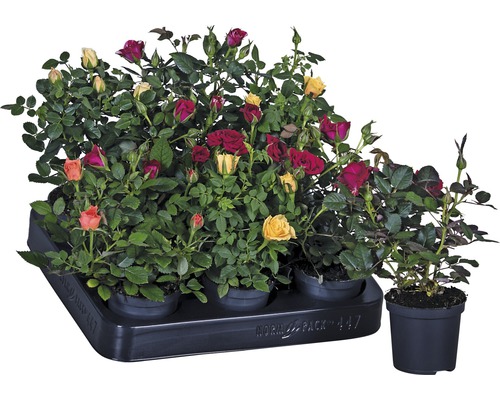 Rosier miniature 'Rosa-Cultivars The Party Collection' pot de 7 cm