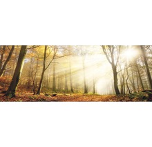 Herbstlicher Wald mit Sonnenlicht und Laub