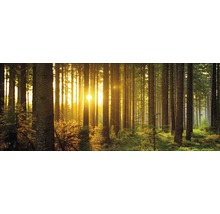 Wald mit Sonnenlicht, Bäumen und Unterholz