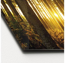 Glasbild mit Waldmotiv und Sonnenschein