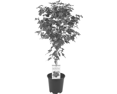 Érable de salon arbuste FloraSelf Abutilon x Hybride pot Ø 19 cm rouge