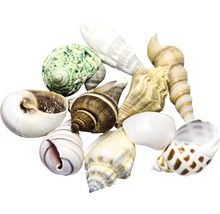 Verschiedene dekorative Muscheln für maritimes Flair