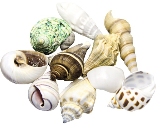 Divers coquillages décoratifs pour une ambiance maritime