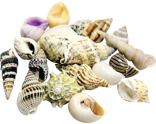 Assortiment de différents coquillages pour la décoration