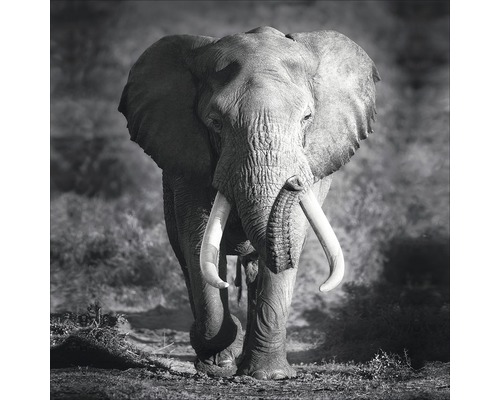 Glasbild Grey Elephant Head 50x50 cm