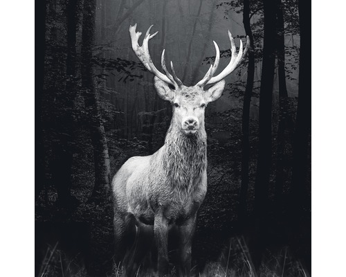 Glasbild Grey Deer Head 50x50 cm