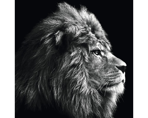 Glasbild Grey Lion Head 30x30 cm