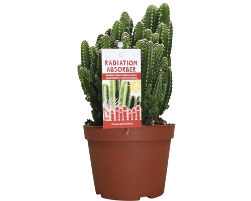 Kaktus FloraSelf Cereus florida H 25-30 cm Ø 12 cm Topf