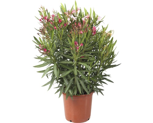 Laurier-rose Tricolor FloraSelf Nerium oleander H 40-60 cm pot Ø 25 cm