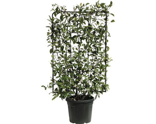 Plante grimpante cultivée en pot avec support