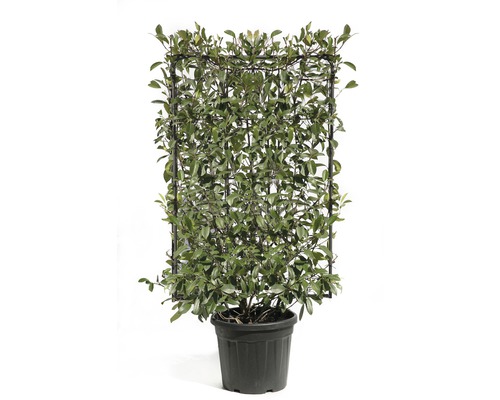 Photinie FloraSelf Photinia x fraseri 'Red Robin' espalier h120 x l80 cm Co 30 l