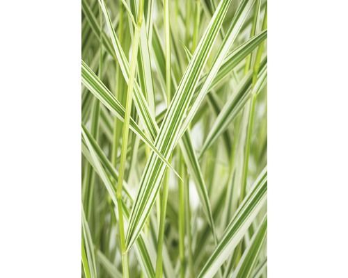 Ruban de bergère FloraSelf Phalaris arundinacea 'Feesey' h 10-60 cm Co 3 l Herbe ornementale décorative à feuilles rayées.