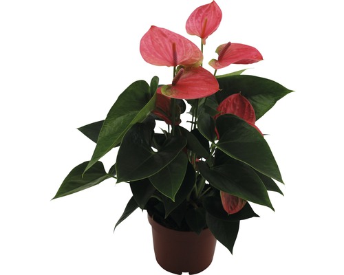 Anthurium Topfpflanze mit Blüten
