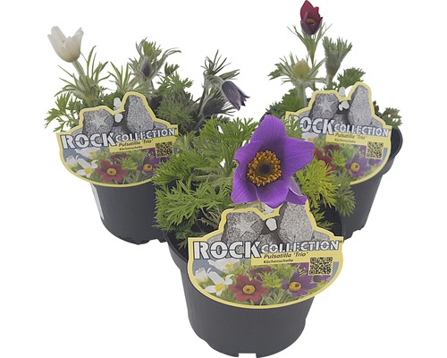 Küchenschelle Trio ROCKCollection FloraSelf Pulsatilla H 10-20 cm Ø 13 cm Topf 3 Farben