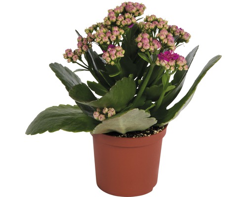 Flammendes Käthchen rosa, rot FloraSelf Kalanchoe blossfeldiana H 10-15 cm Ø 7 cm Topf zufällige Farbauswahl