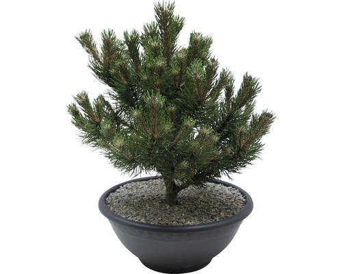 Kiefer Bonsai im Topf
