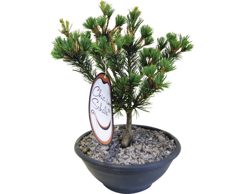 Japanische Bonsaimädchenkiefer 'Pinus parviflora Pentaphylla Glauca' Co 2l