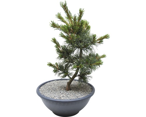 Pin blanc du Japon Schoons 'Pinus parviflora Schoons Bonsai' Co 6 l