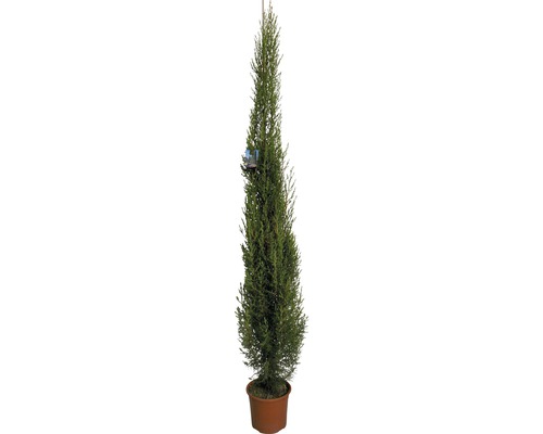 Cyprès commun FloraSelf®, 130-150 cm
