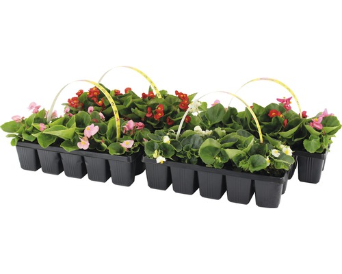 Bégonias dans une plaque de culture