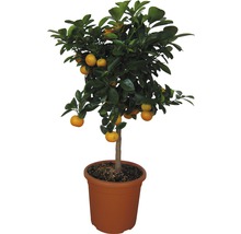 Calamondinorange Stamm FloraSelf Citrus mitis H ca. 90 cm Ø 20 cm Topf-thumb-0