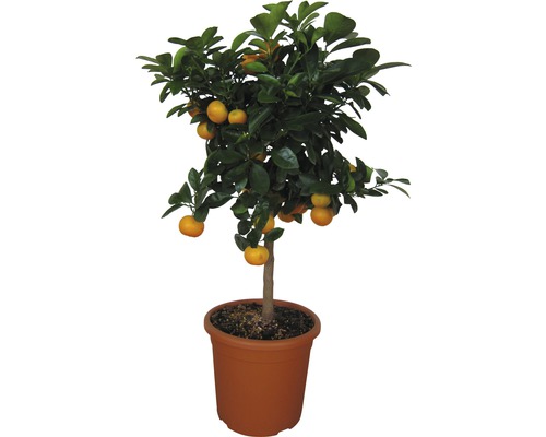 Calamondinorange Stamm FloraSelf Citrus mitis H ca. 90 cm Ø 20 cm Topf