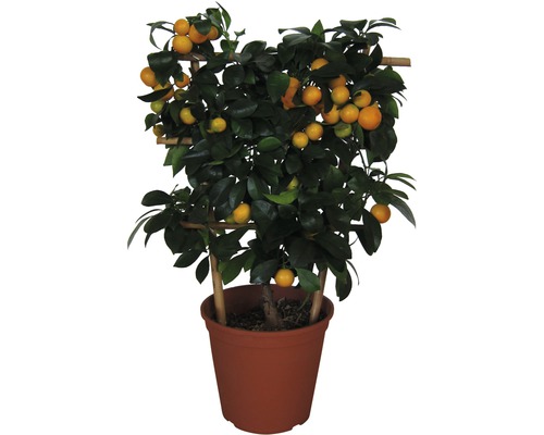 Calamondinorange Flachspalier FloraSelf Citrus mitis H ca. 60 cm Ø 20 cm Topf Zitruspflanze mit Früchten im Topf
