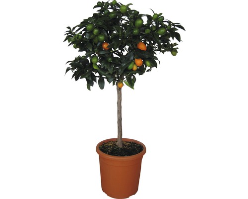 Ovale Kumquat Stamm FloraSelf Fortunella margarita (Citrus) H ca. 70 cm Ø 20 cm Topf
