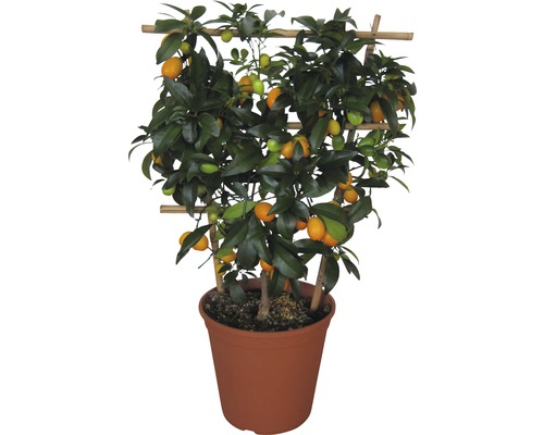 Ovale Kumquat Flachspalier FloraSelf Fortunella margarita (Citrus) H ca. 60 cm Ø 20 cm Topf
