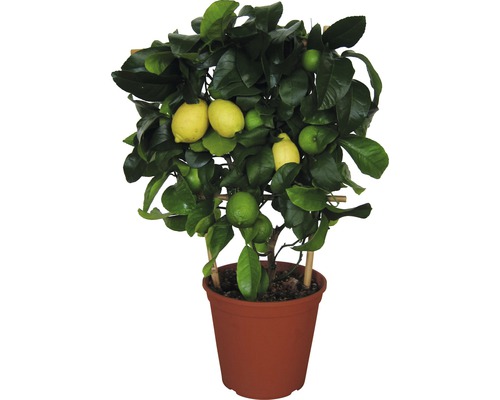 Zitrone Flachspalier FloraSelf Citrus-Cultivars 'Limon' H ca. 60 cm Ø 20 cm Topf