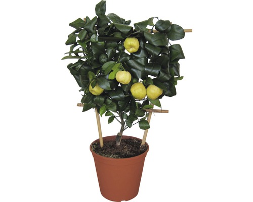 Süsse Zitrone Flachspalier FloraSelf Citrus-Cultivars 'Limon' H ca. 60 cm Ø 20 cm Topf