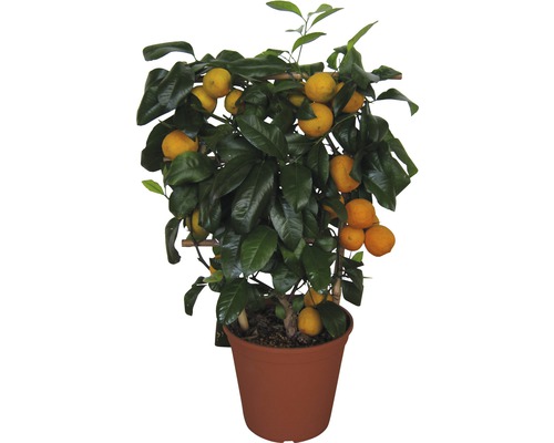 Gewöhnliche Limette Flachspalier FloraSelf Citrus latifolia H ca. 60 cm Ø 20 cm Topf